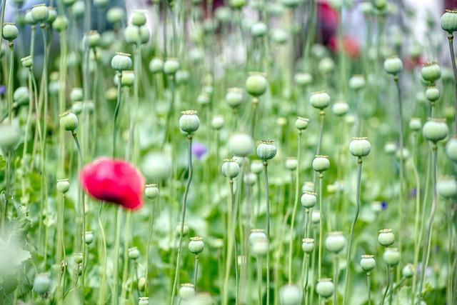 Practical Recommendations for Choosing the Right Approach in AI Development